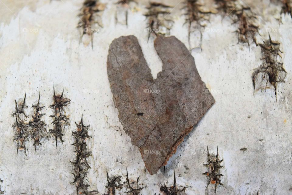 heart shaped bark on birch tree