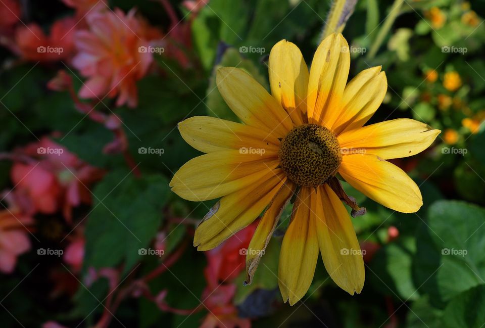 Una combinación hermosa