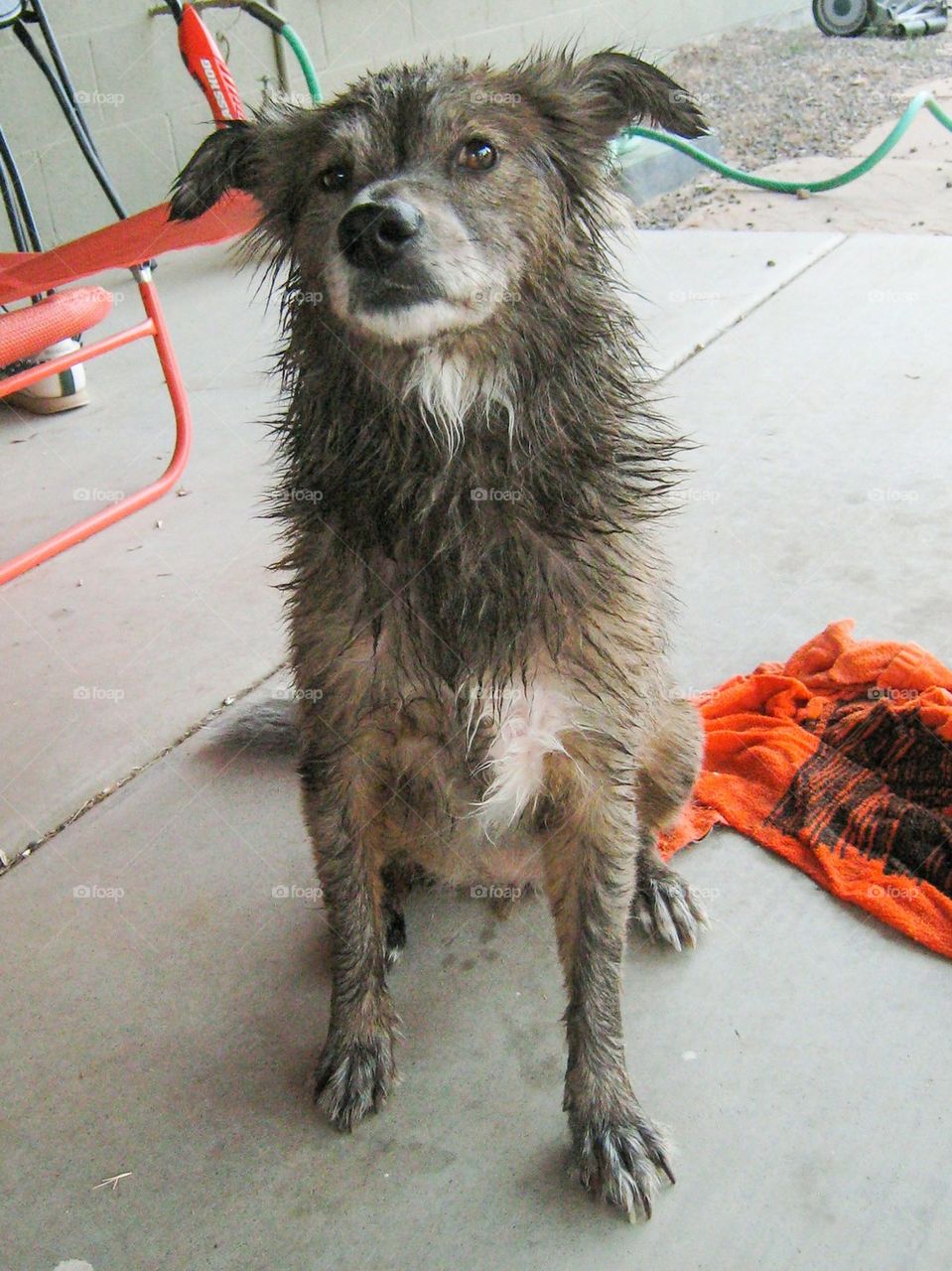 Wet dog after bath