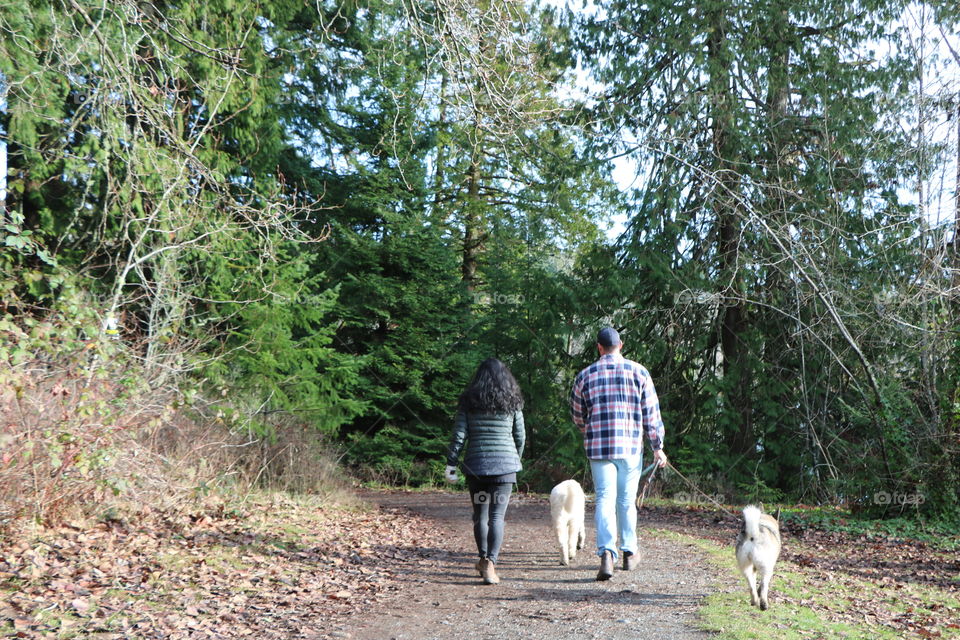 Strolling on the forest path with dogs