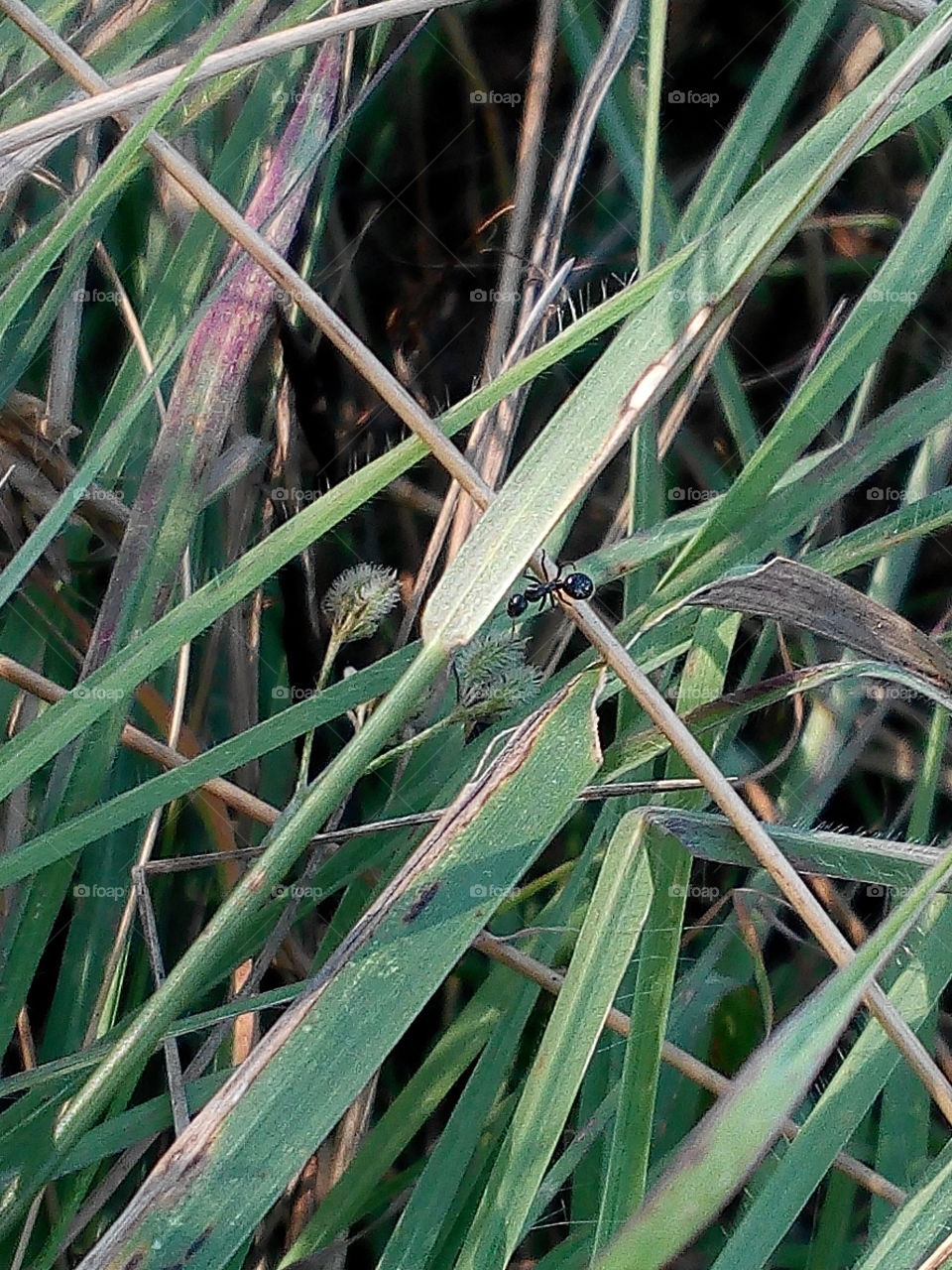 Flora, Leaf, Nature, Grass, Environment