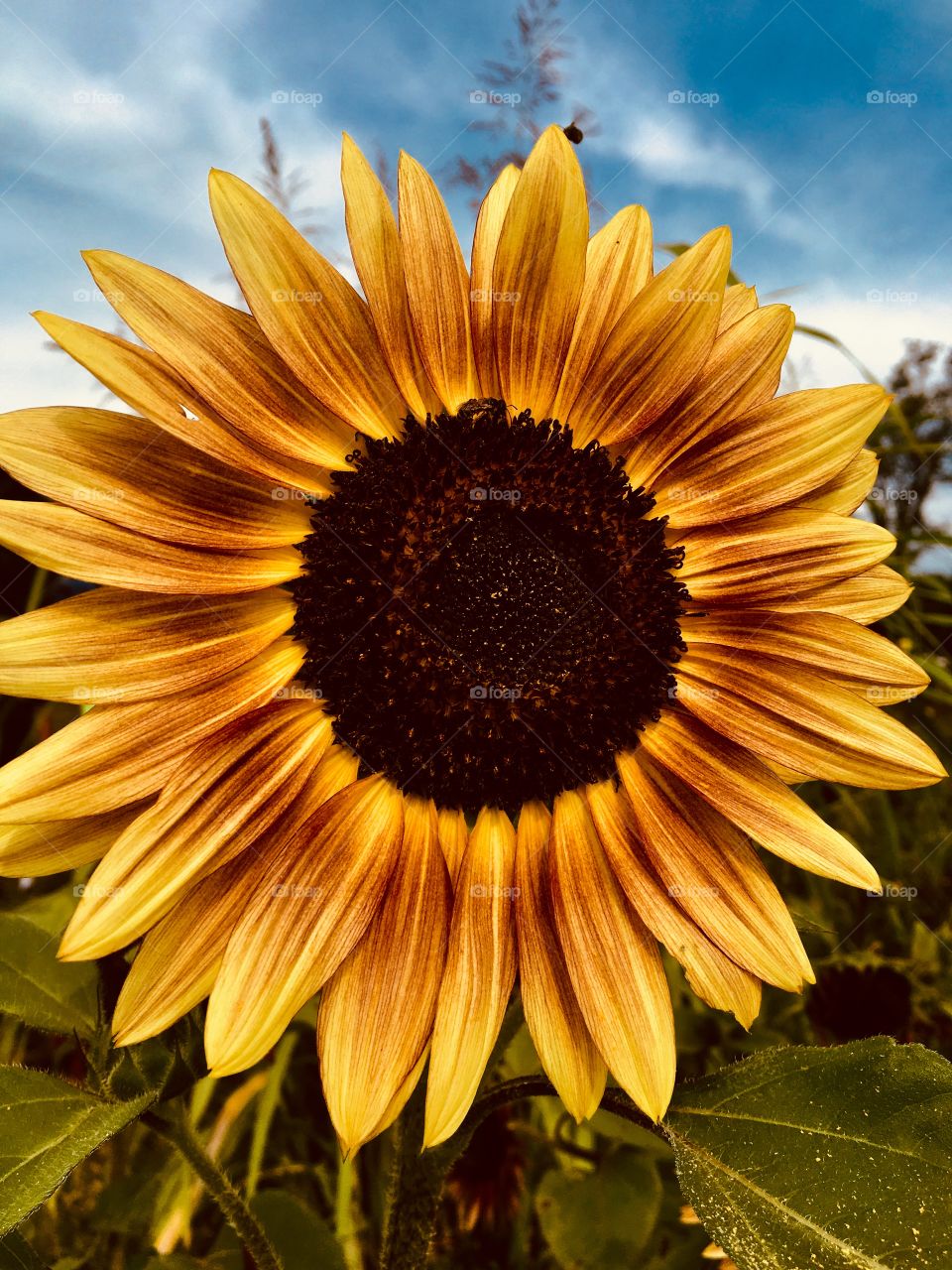 Intriguing sunflower close up
