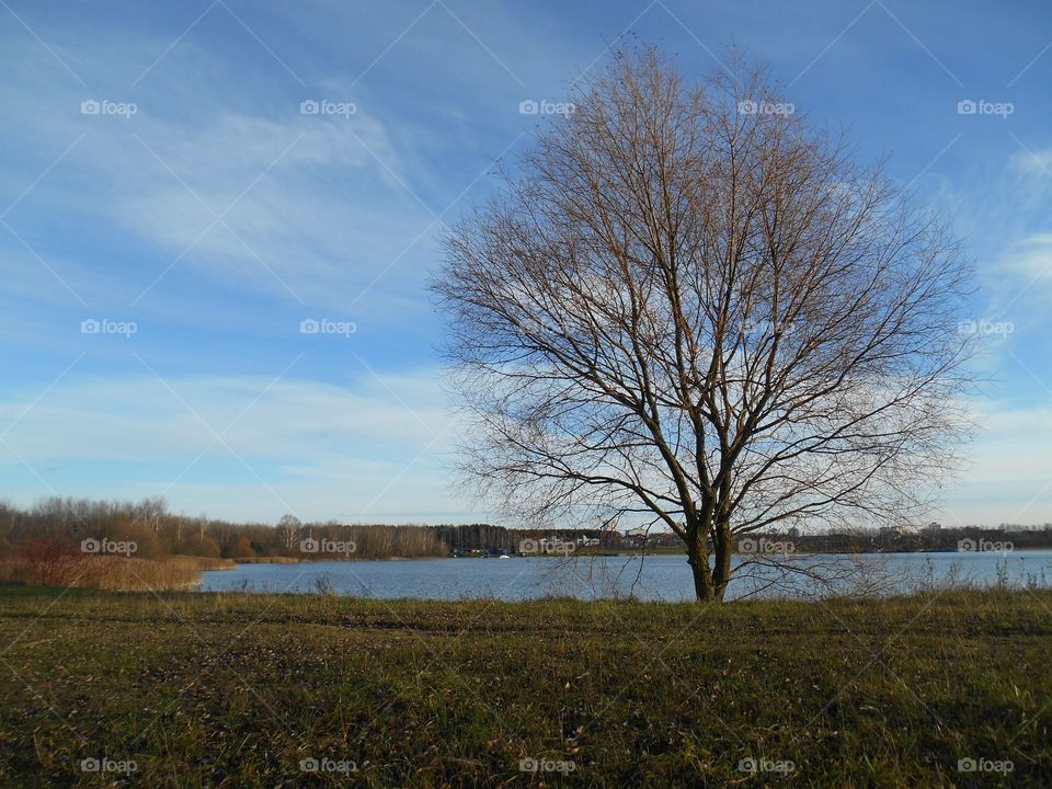 tree on a lake shore beautiful landscape blue sky background