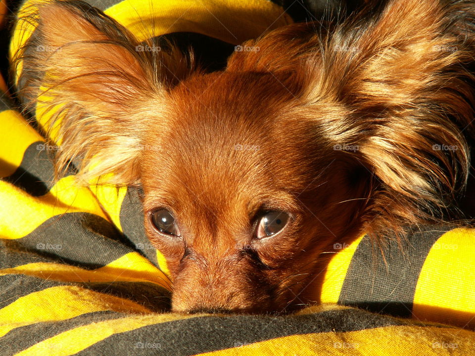 little brown dog