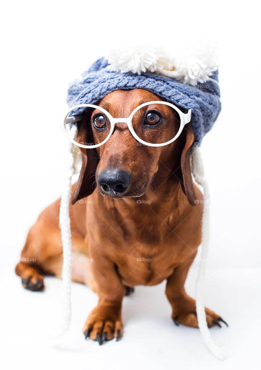 Dog wearing sunglasses with hat