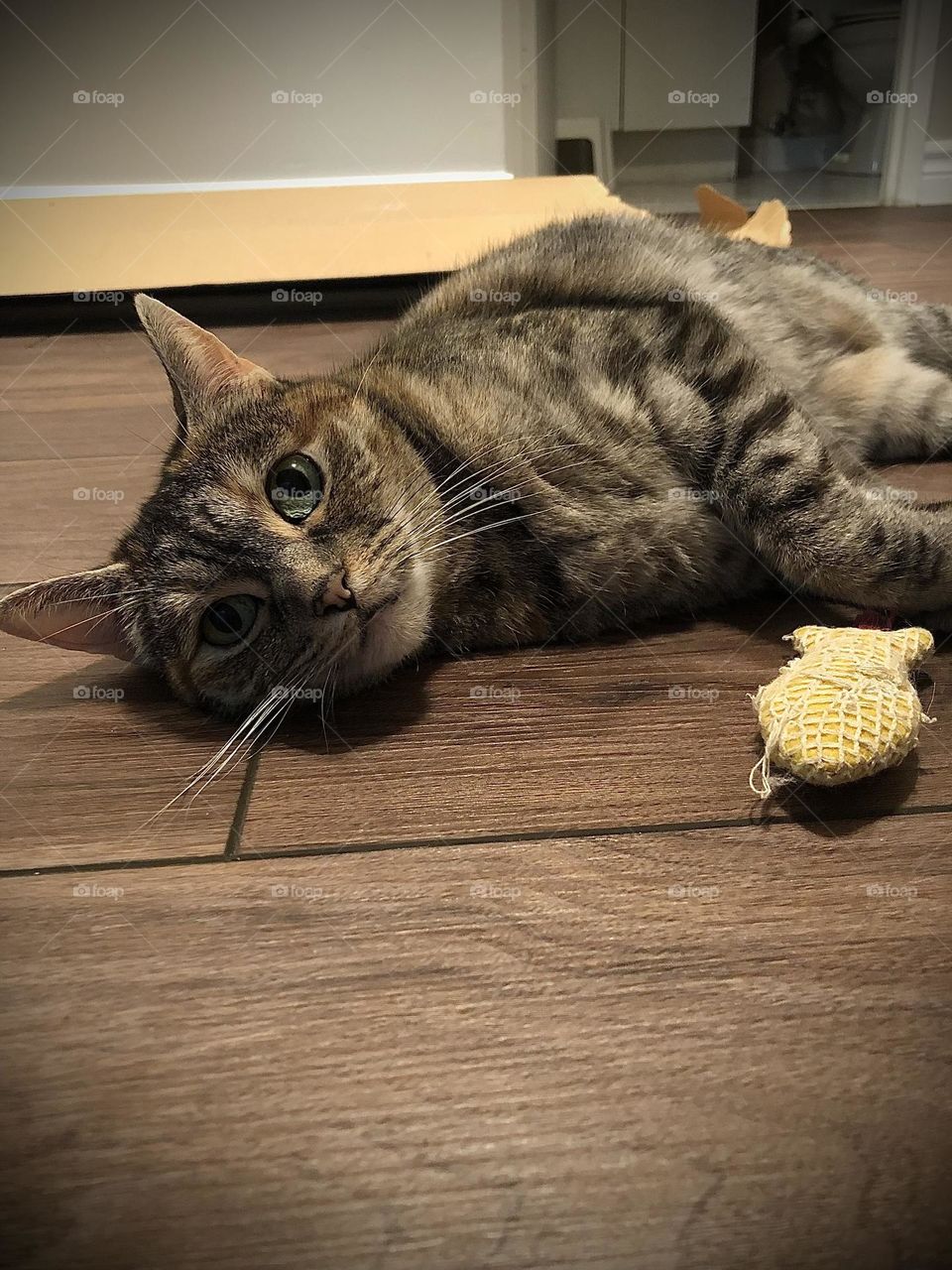 Ground view of grey multi coloured cat with toy on brown floor 