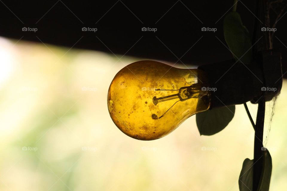 A greasy old yellow lightbulb, pointing outwards, catching the light from the bushland around it