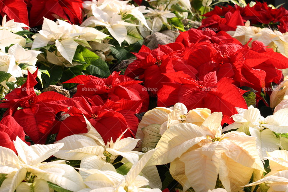 Gorgeous poinsettias in the sunlight