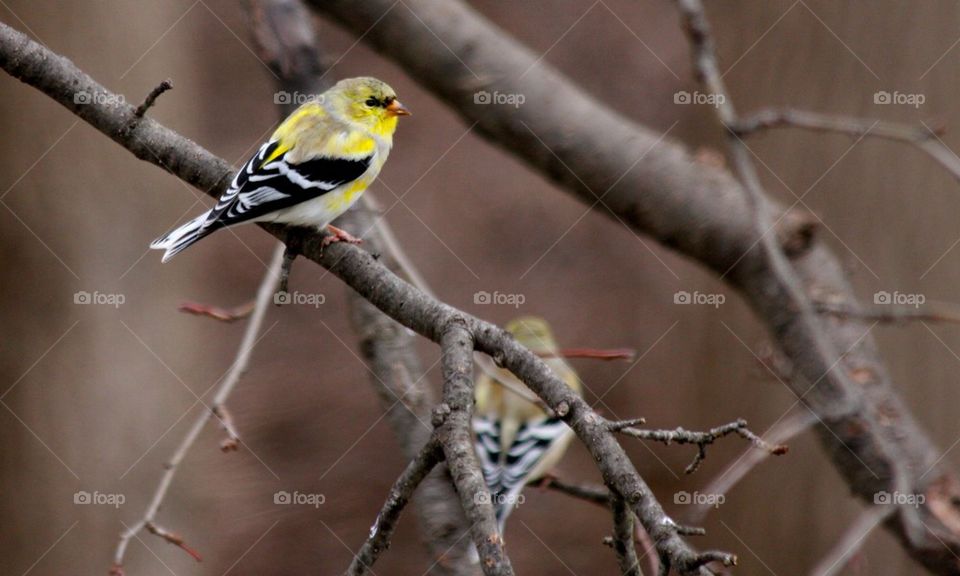 Finches Winter Color