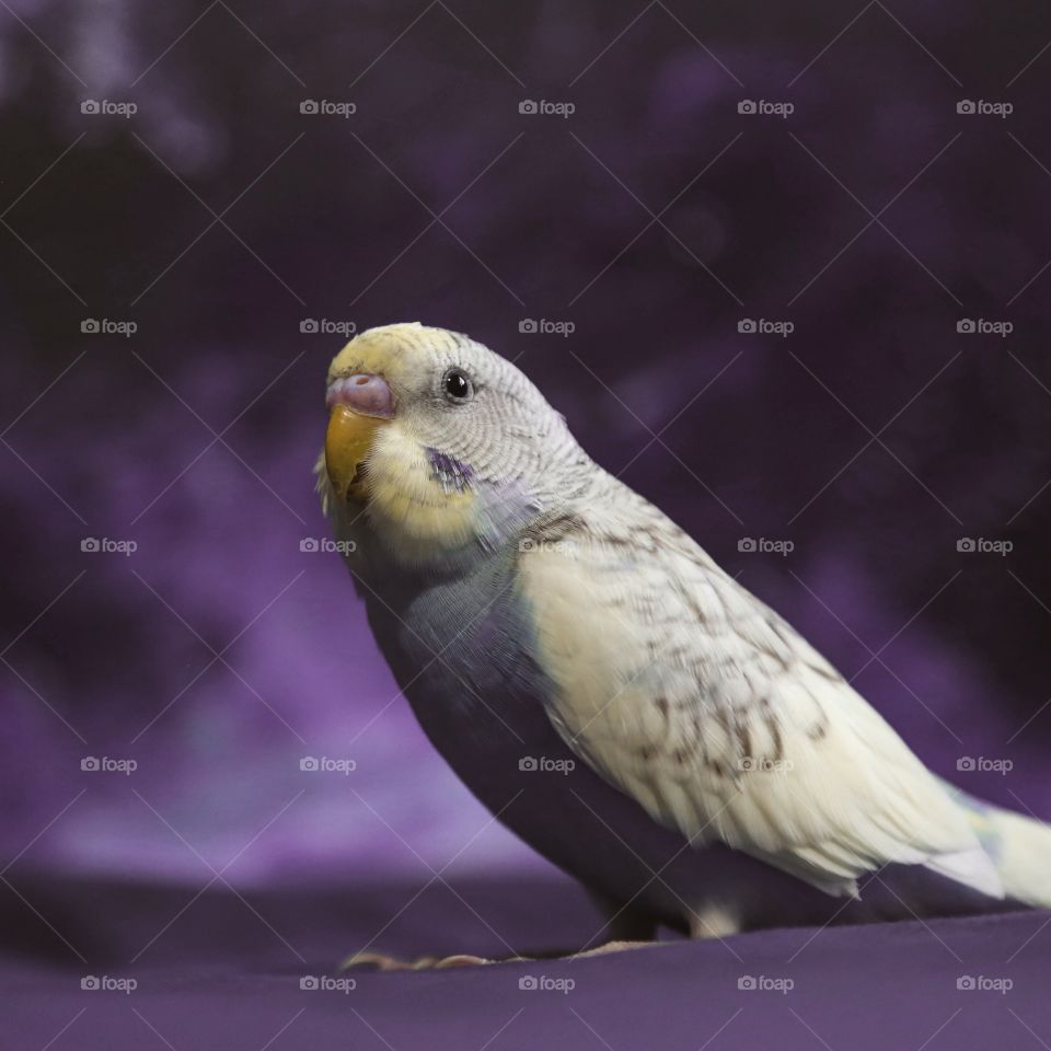 Close-up of budgerigar