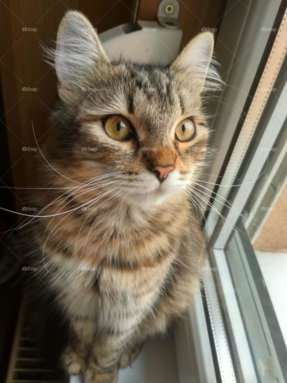 Be authentic: Cat-astrophy!