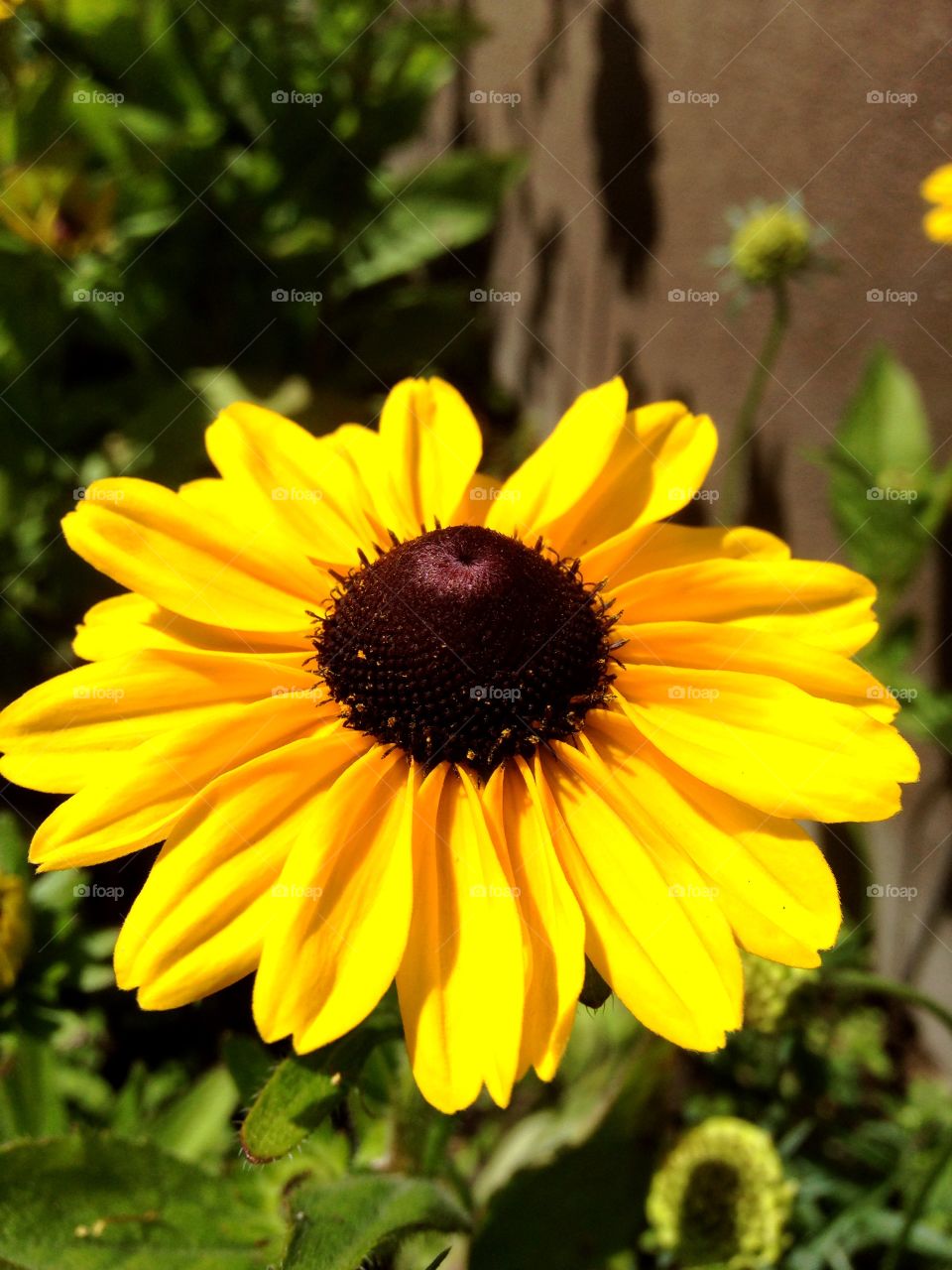 Flower of the sun