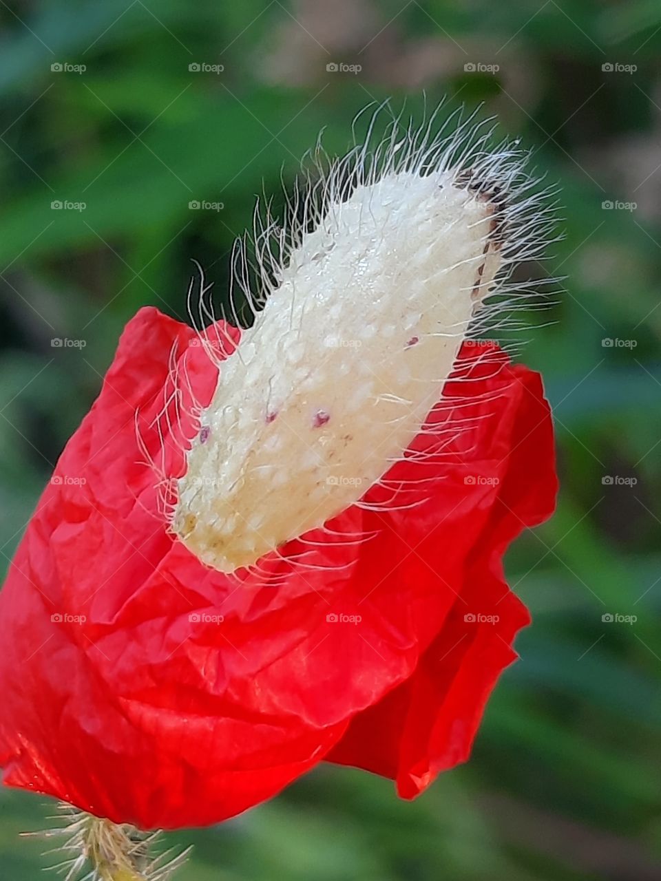 close-up of of a poppy flower