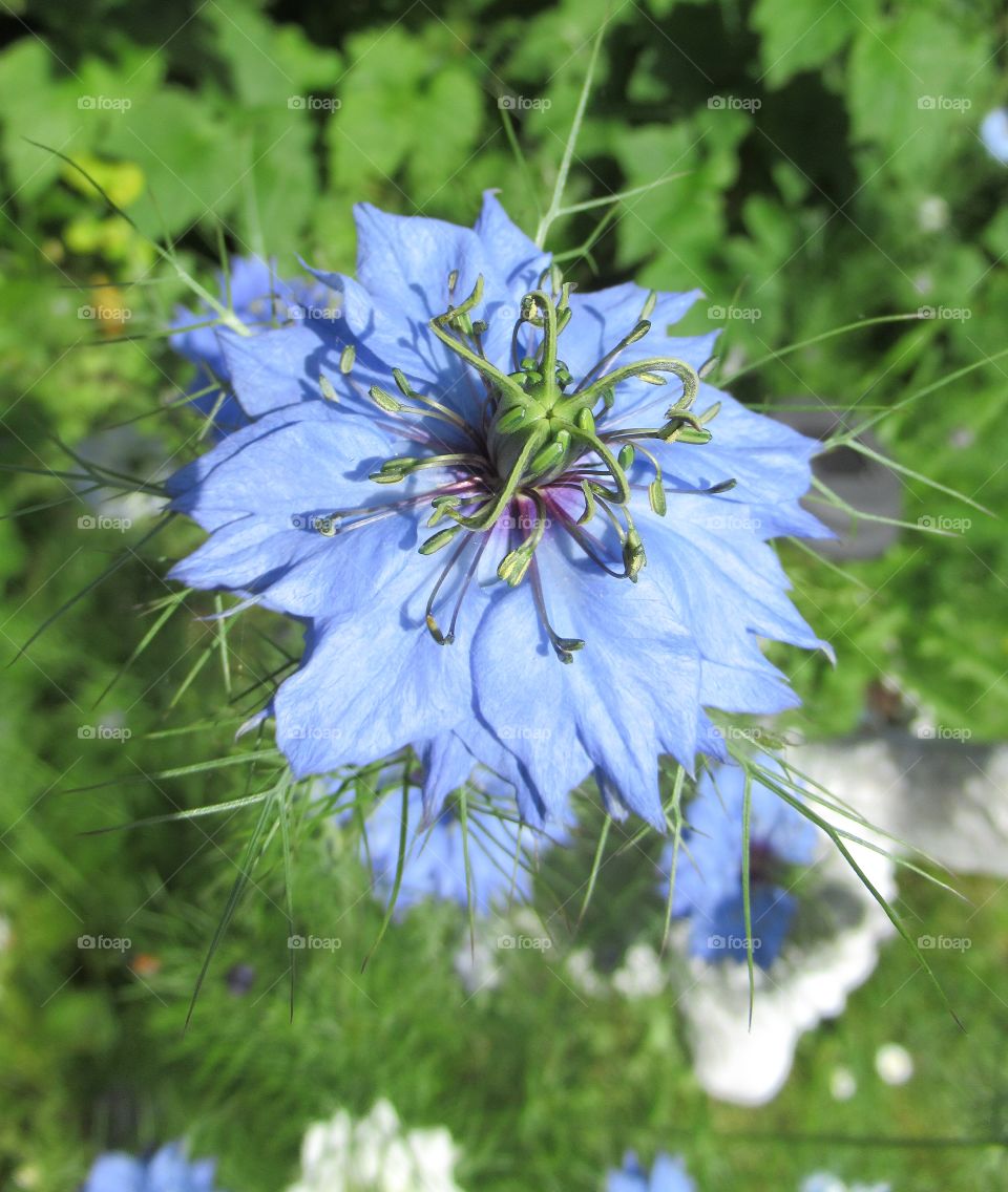 Love-in-a-mist powder blue colouring in flower every year throughout the summer  season