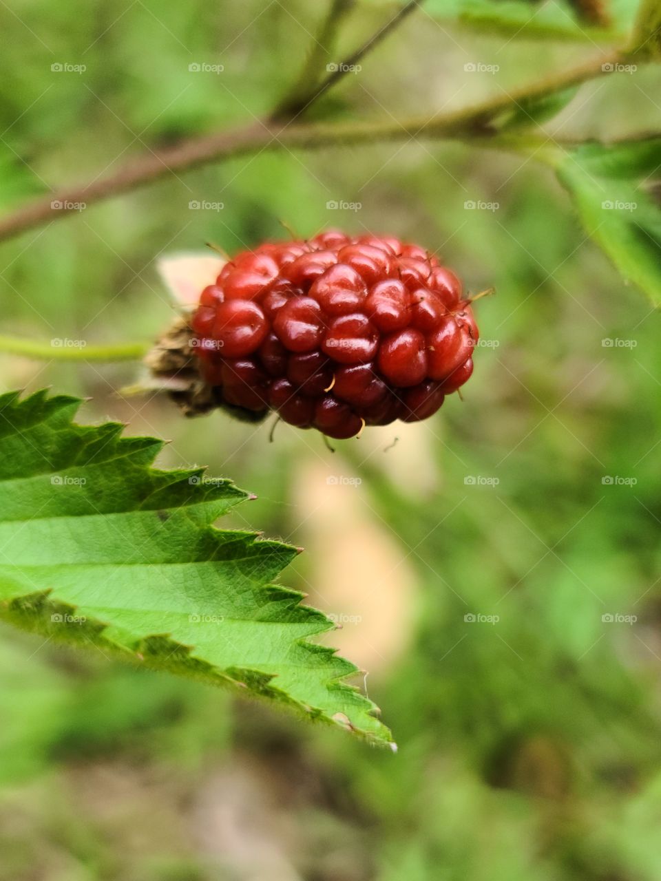 Blackberry in progress….. Mora en progreso….