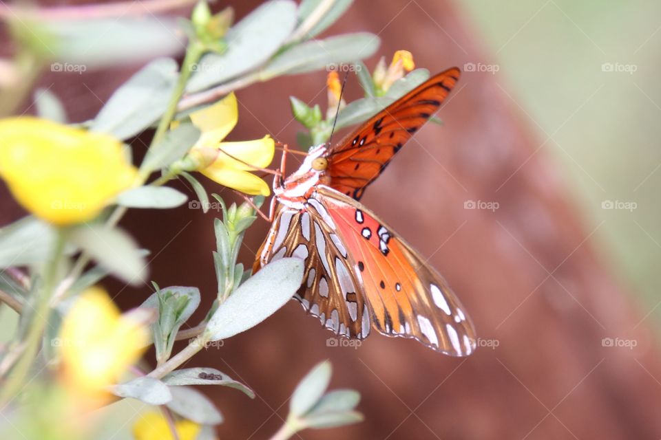 Gulf Fritillary 