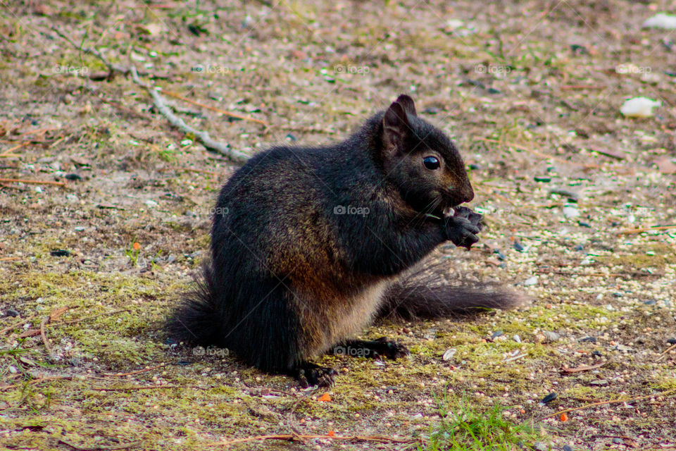 Black squirrel eating all the bird food after he knocked the bird feeder on the ground.