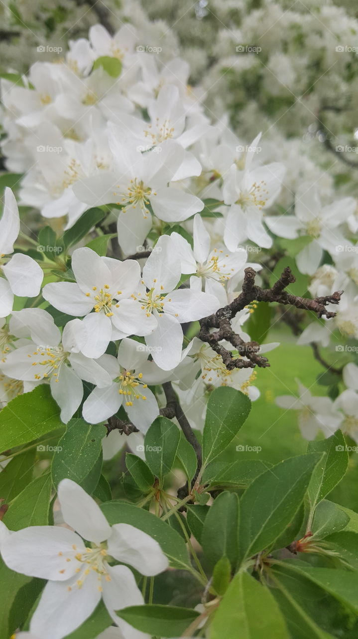 Beautiful White Flowering Tree