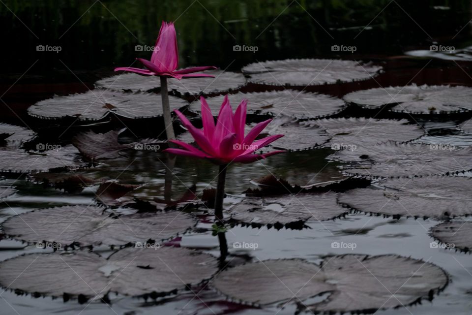 Lotus flower bloom in a lake