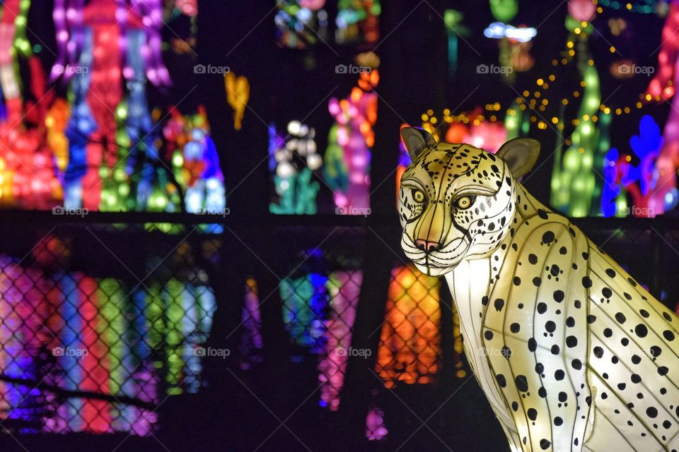 Cheetah and Lights