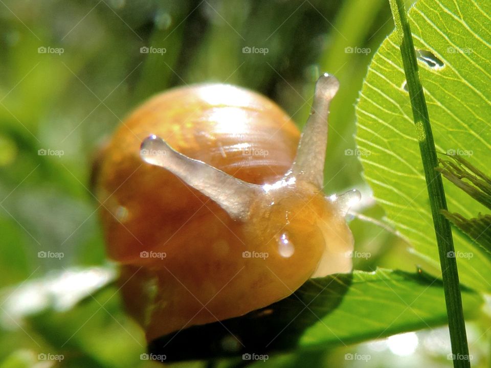 Baby Snail. His shell hasn't even hardened yet