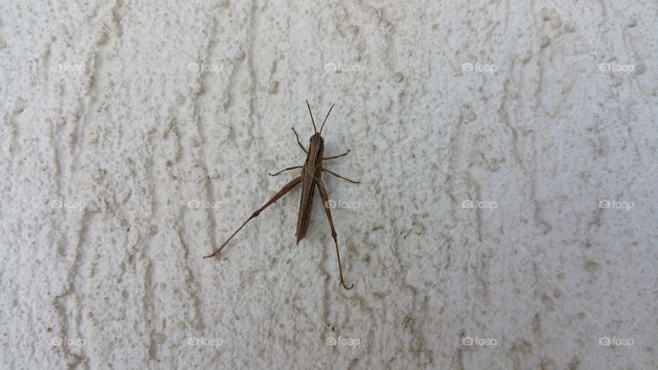 Grasshopper on wall