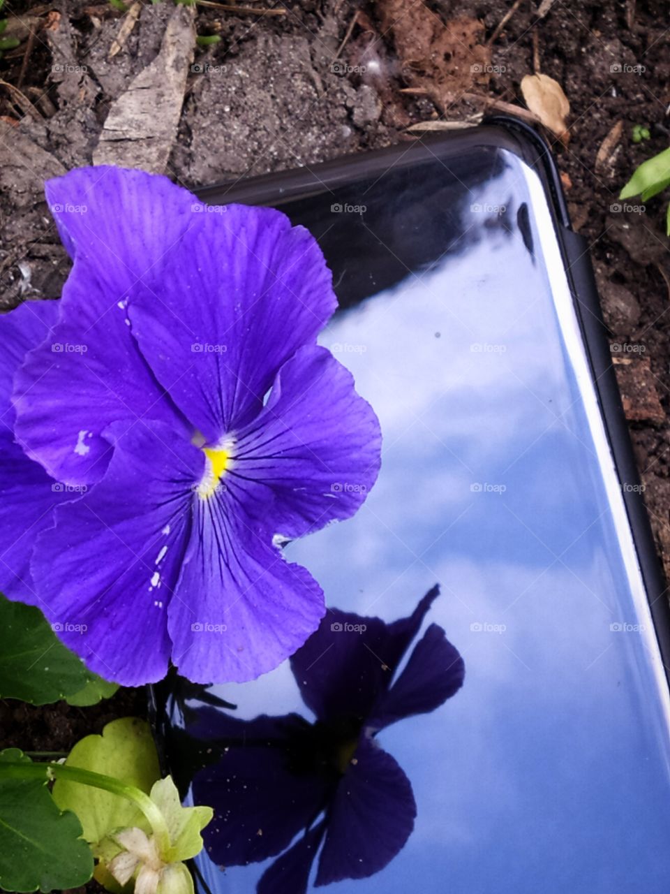 There is a phone on the ground, which reflects the sky with clouds and a flower that grows next to the phone