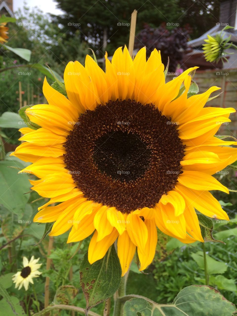 Sunflowers, cheerful, colourful, vibrant, yellow, summer flowers.