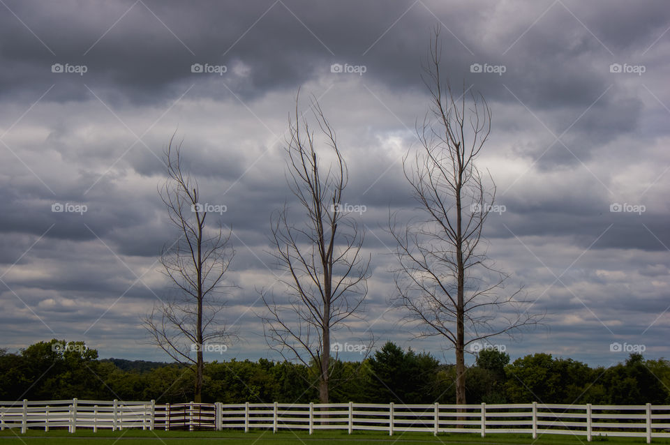 Three dead ash trees