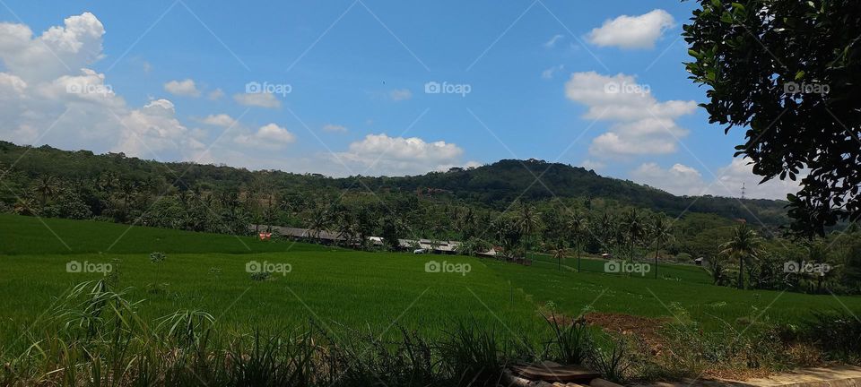 View of rice fields and surrounding hills at noon