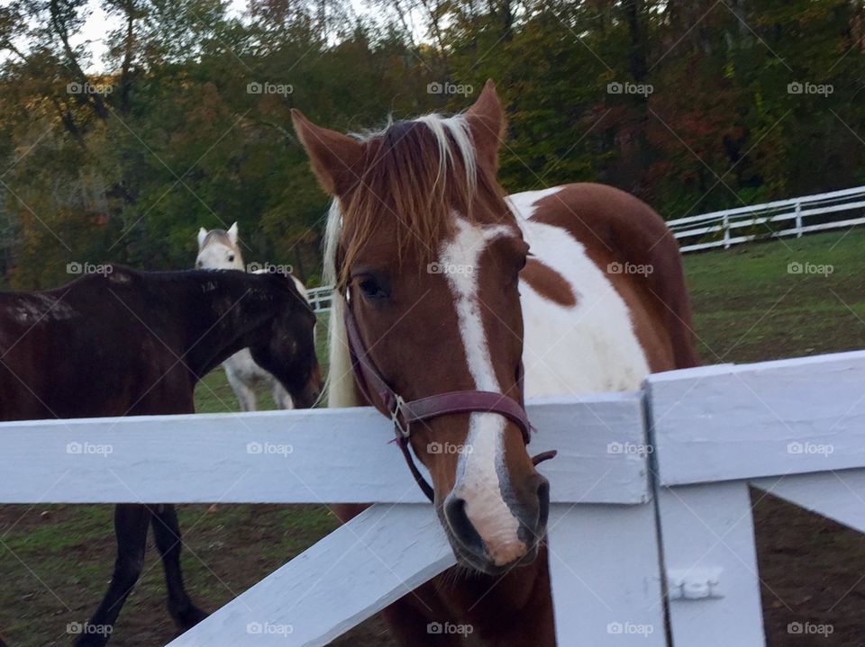 Fall on the Farm