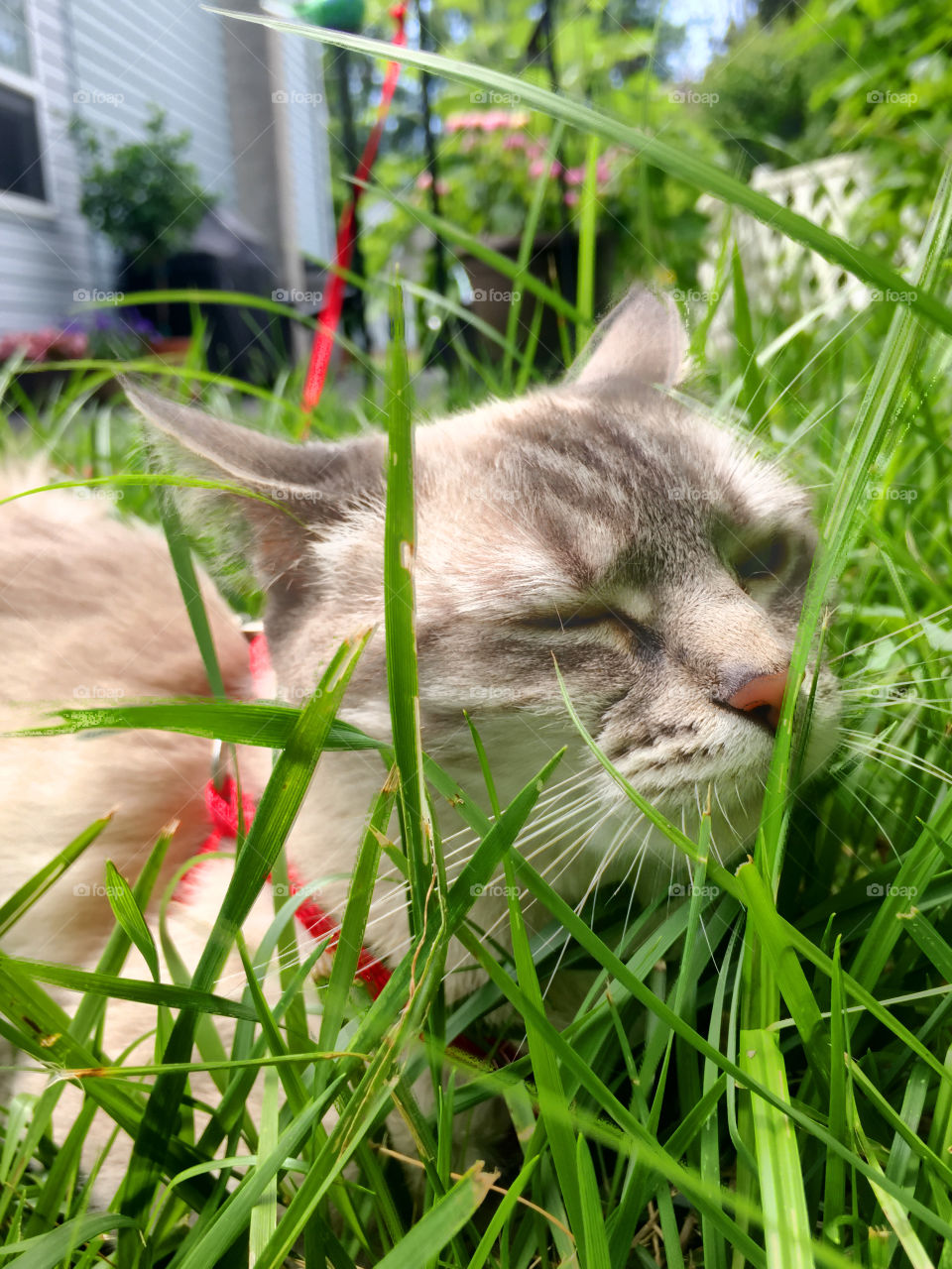 Meeka enjoying a Summer's day