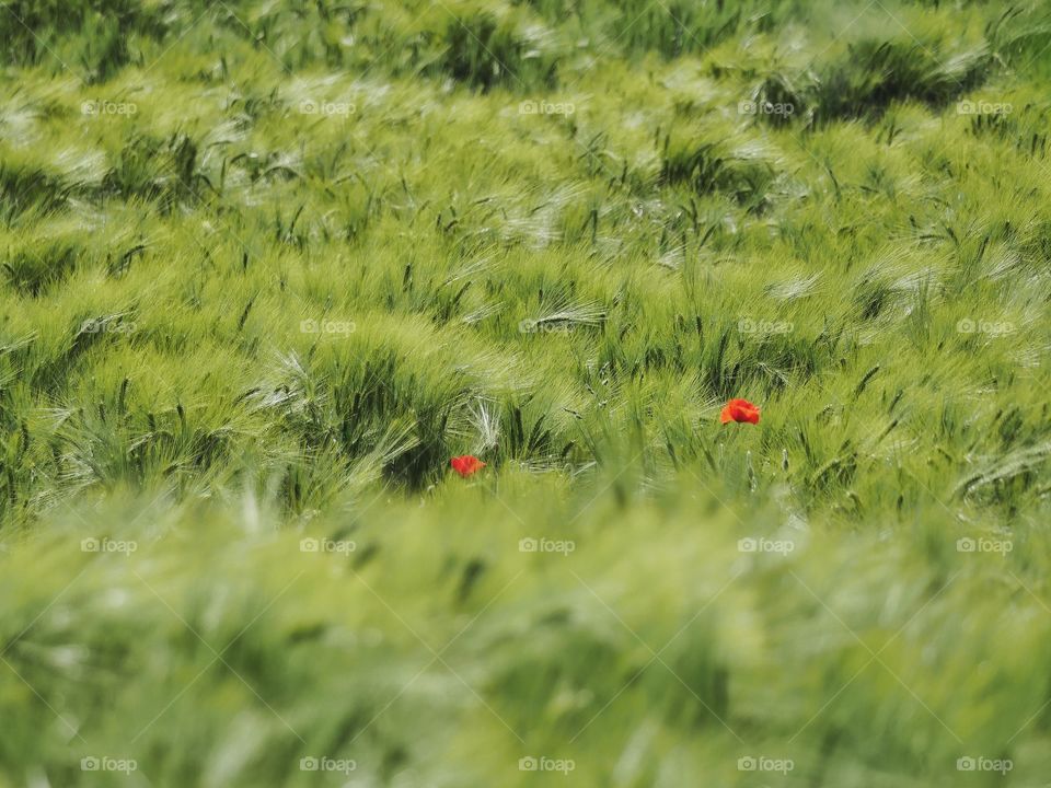 Cereal field