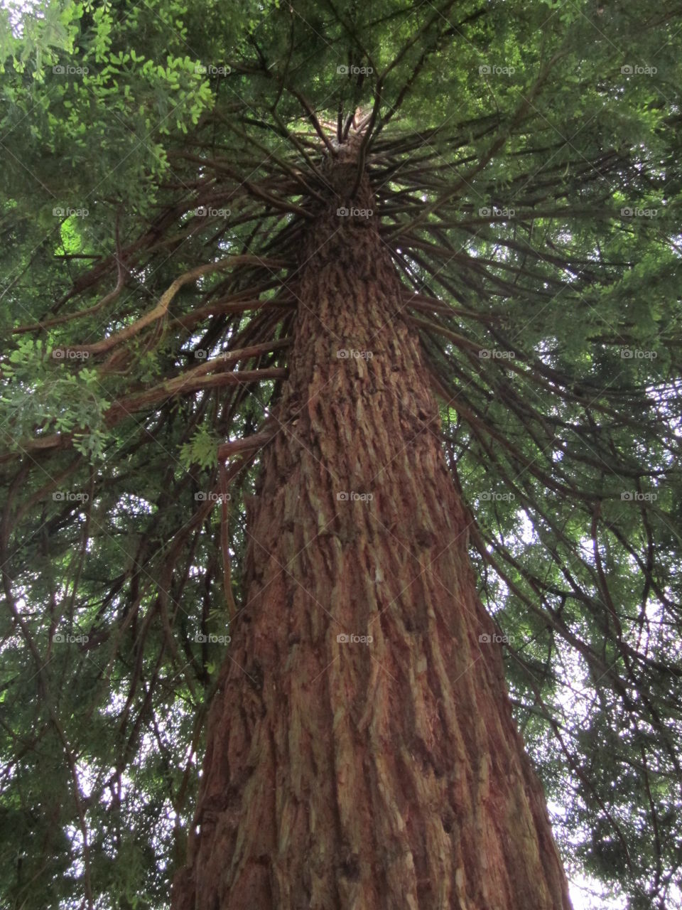 Low angle view of old tree