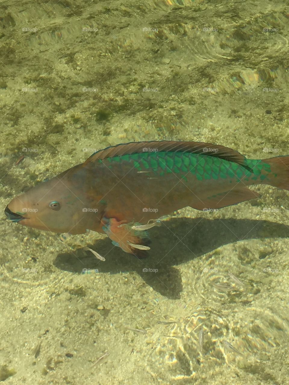 Parrotfish close up