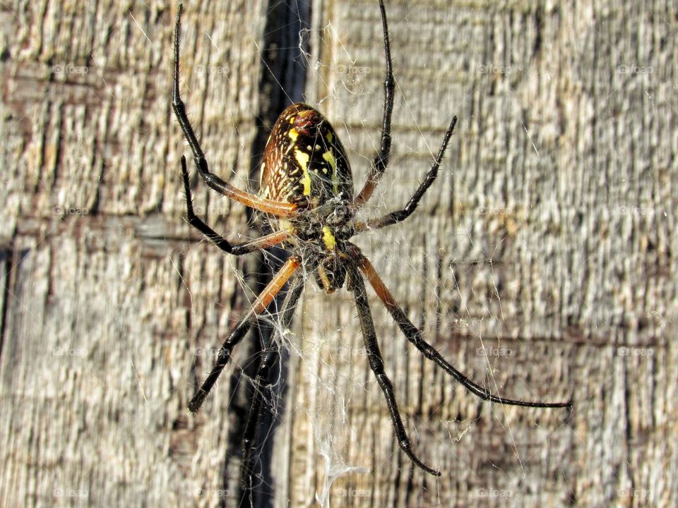 yellow and black spider on web on wooden wall outdoors