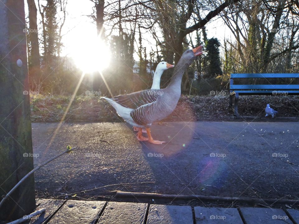 Sunset over geese and a pigeon