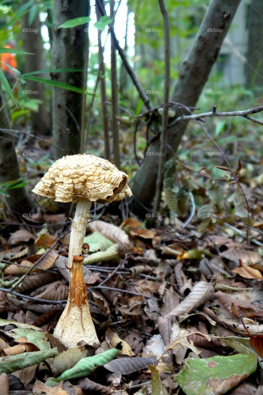 White mushroom in a forest