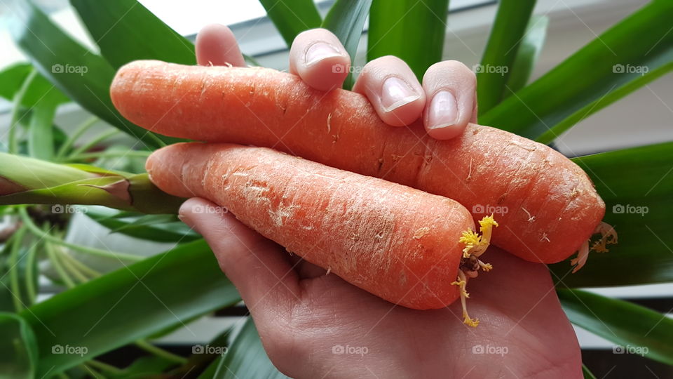 Woman's hand holding carrots