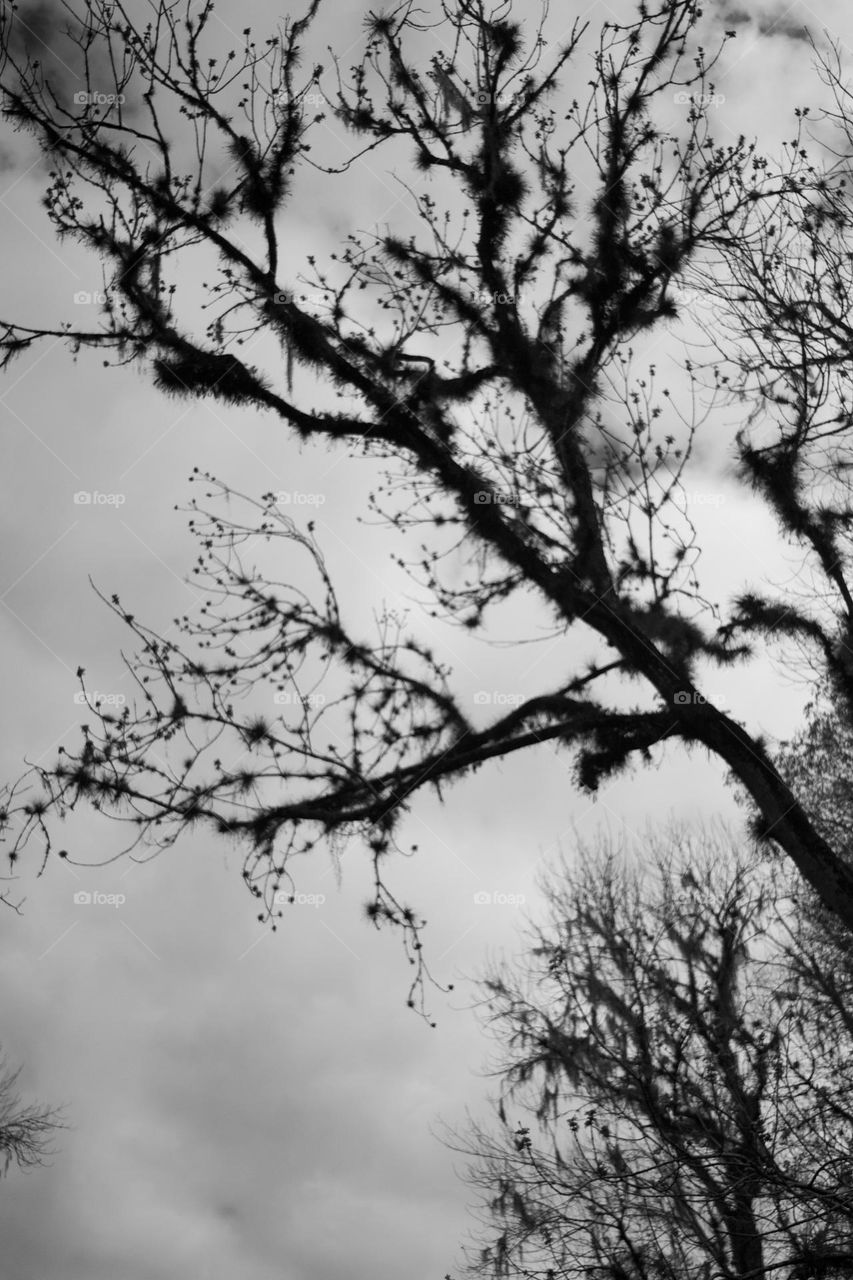 Natural Air Plant on Tree Silhouette