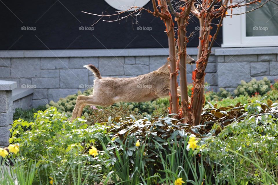 Deer leaping in the front yard 