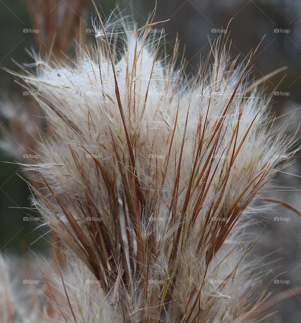 Tall grass 