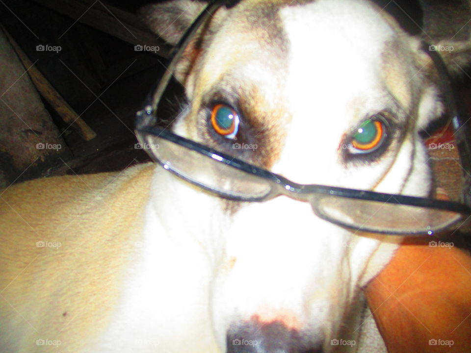 dog eyeglass