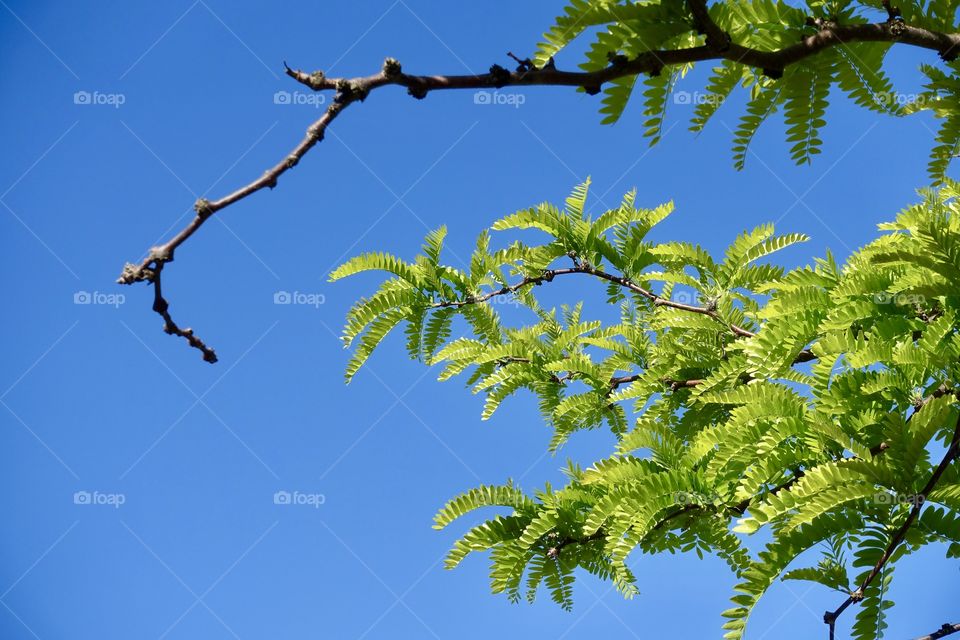 Green leaves with blue sky.