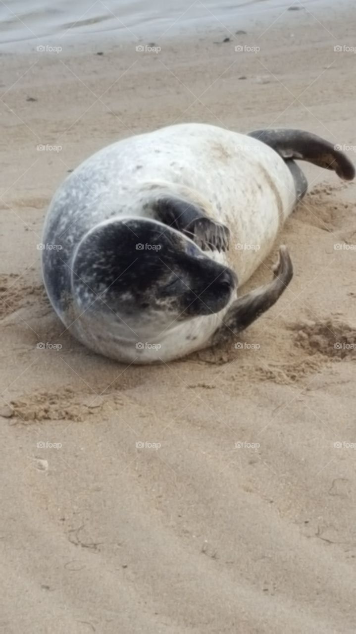 seal