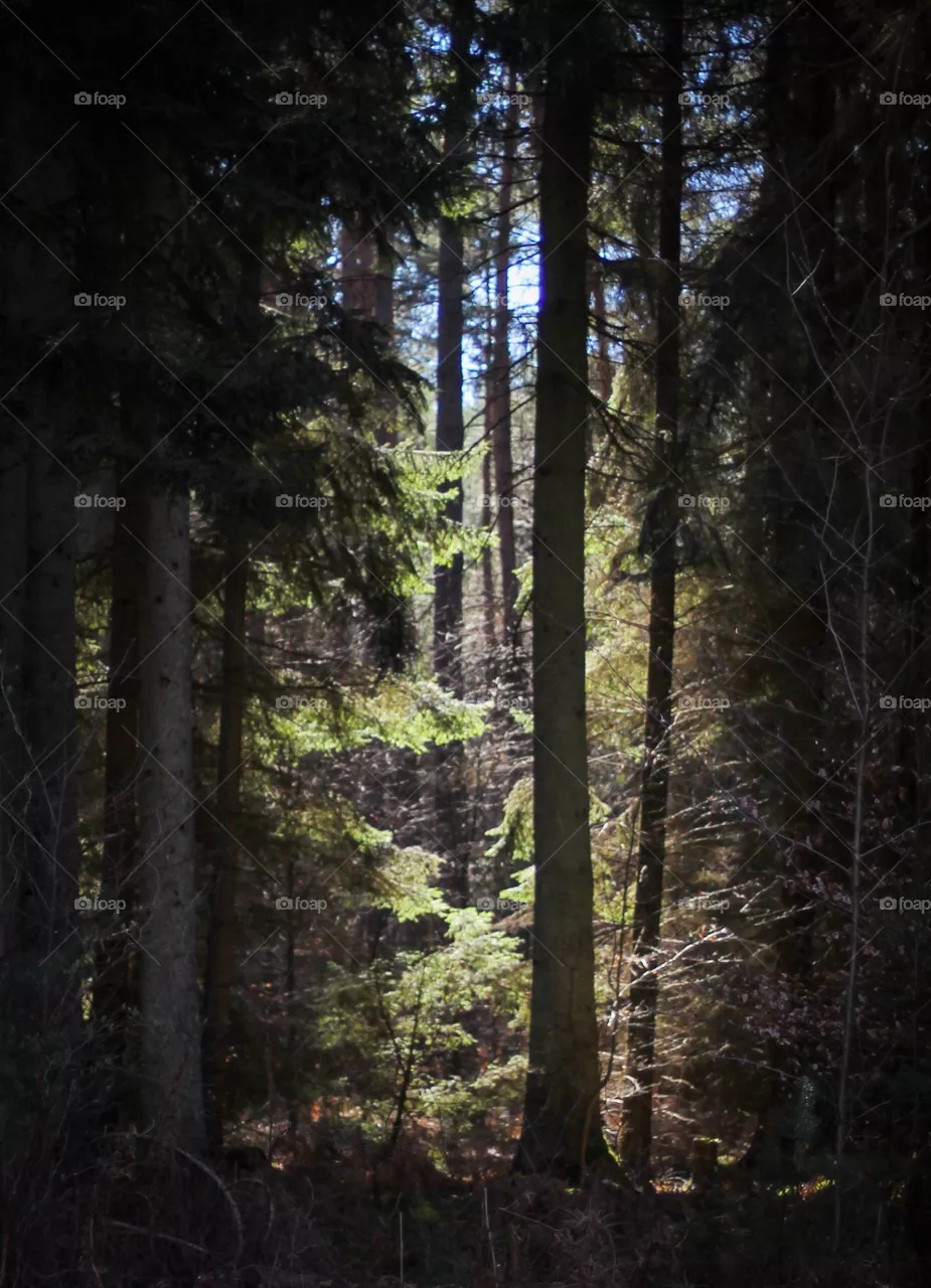 Wald