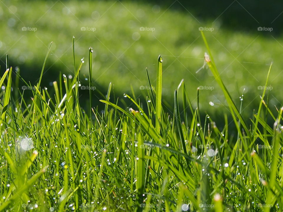 Morning dew on the grass