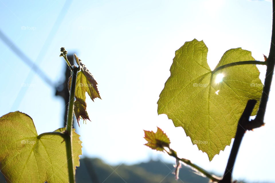 wine leafs in the sun