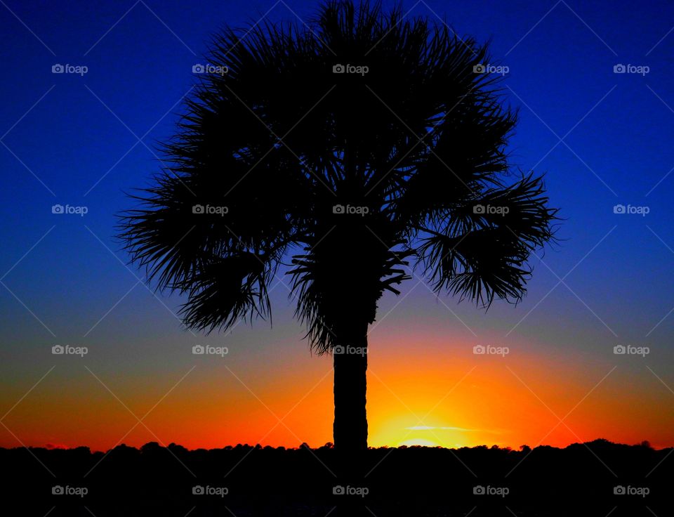 Palm Tree silhouette in a marvelous and colorful Sunset