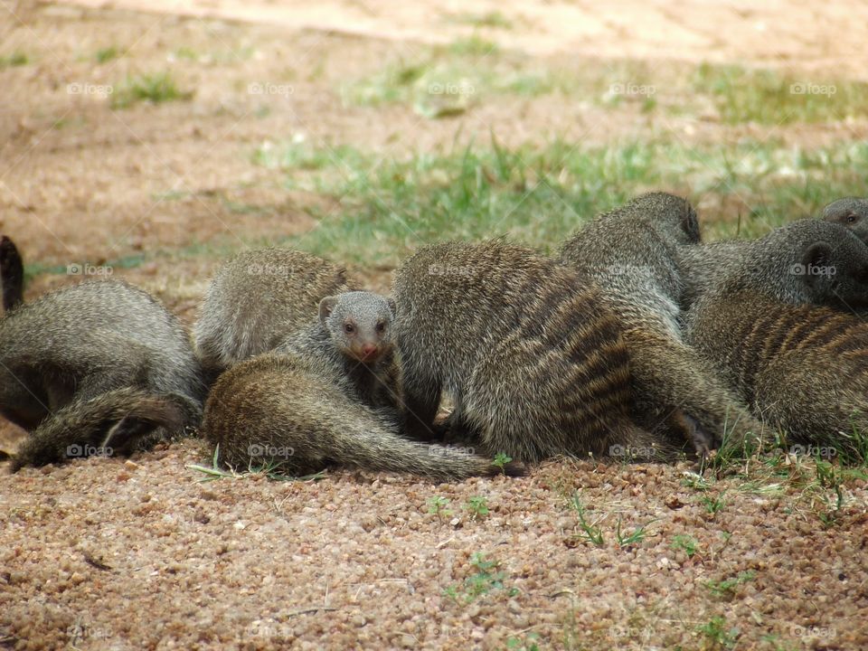 Mongoose